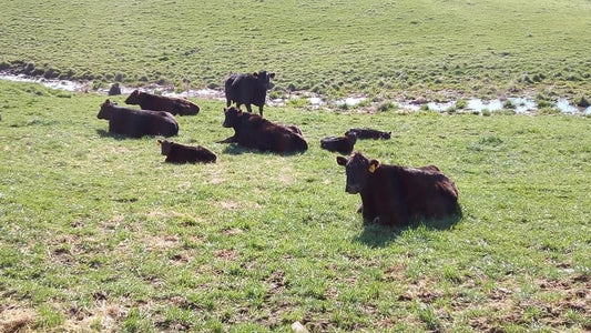What do our cows eat? Let’s Dive In…