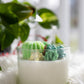 Large Glass Succulent Cacti Candle, Succulent Cacti Terrariu: Baja Cactus Blossom from Rockin' D On The Ridge in La Harpe, IL