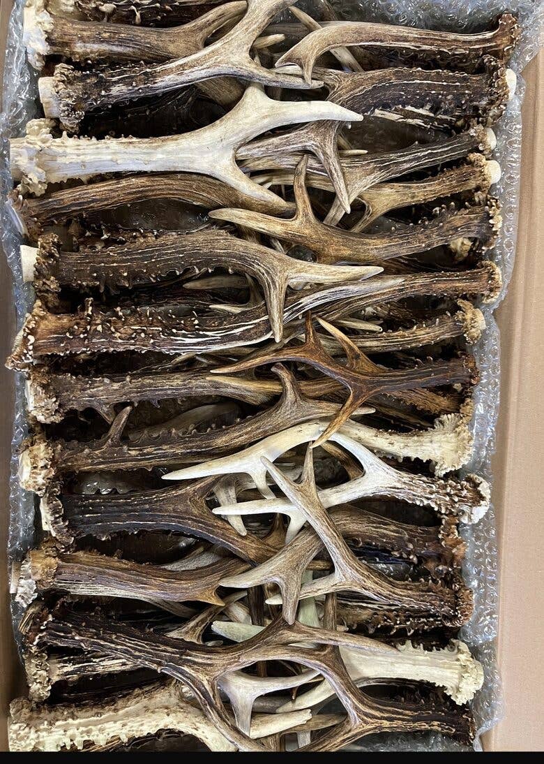Antlers: 12-25 cm from Rockin' D On The Ridge in La Harpe, IL