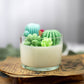 Large Glass Succulent Cacti Candle, Succulent Cacti Terrariu: Baja Cactus Blossom from Rockin' D On The Ridge in La Harpe, IL