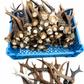 Antlers: 12-25 cm from Rockin' D On The Ridge in La Harpe, IL