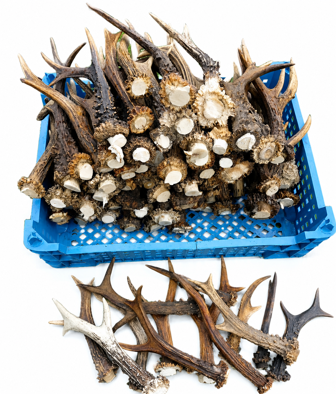 Antlers: 12-25 cm from Rockin' D On The Ridge in La Harpe, IL