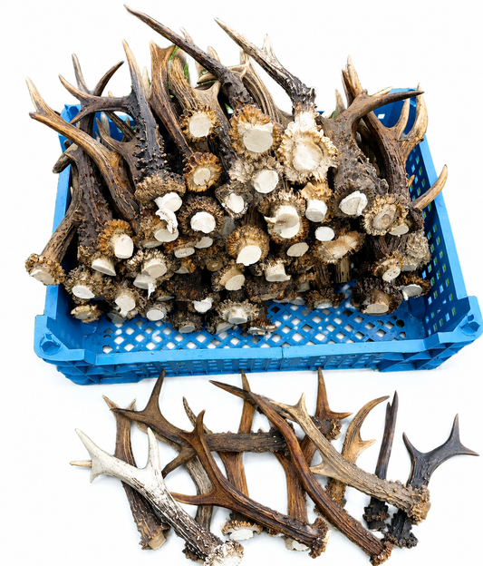 Antlers: 12-25 cm from Rockin' D On The Ridge in La Harpe, IL
