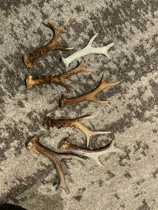 Antlers from Rockin' D On The Ridge in La Harpe, IL