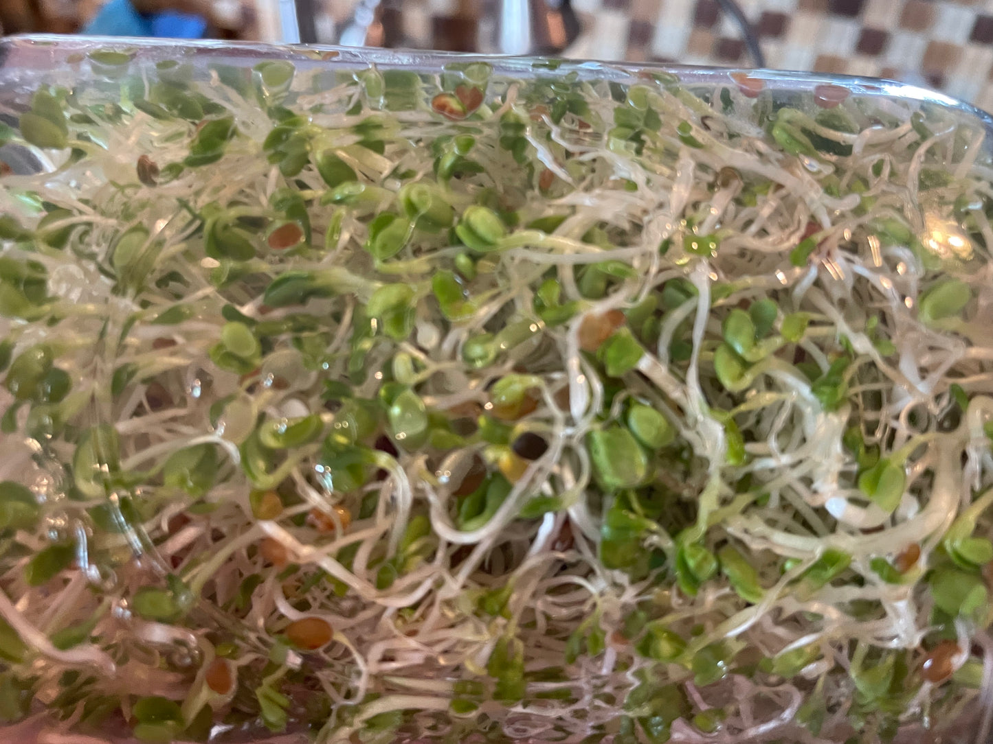 Sprouts